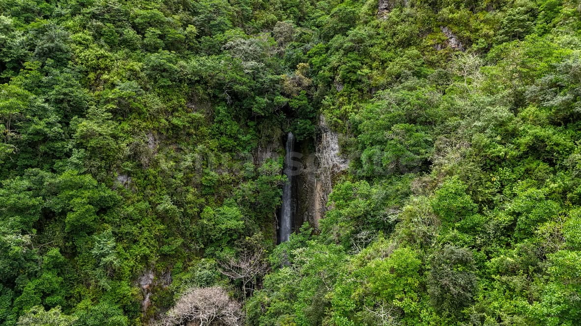 Cloud forest landscape