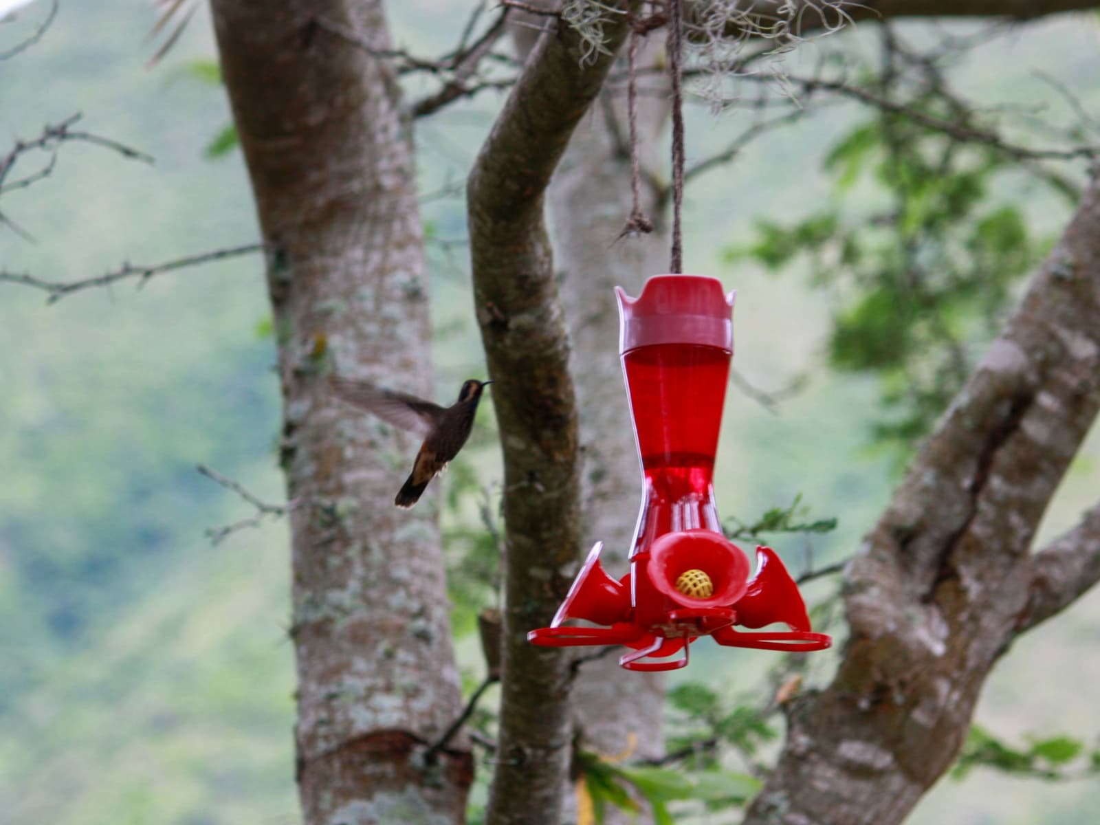 Hummingbird photo