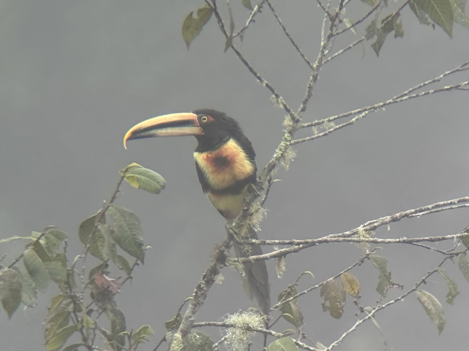 Toucan photo