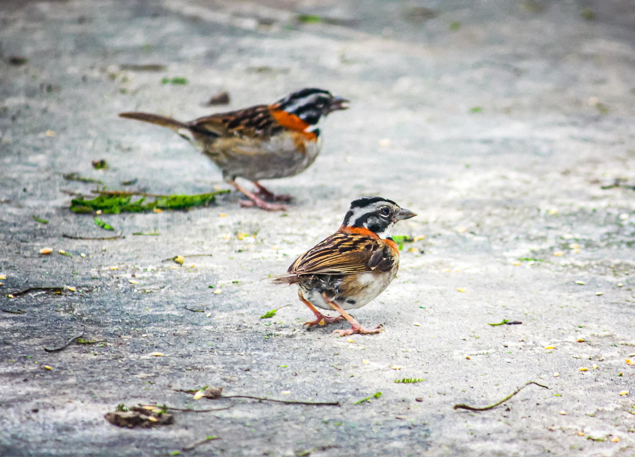 Cloud forest wildlife