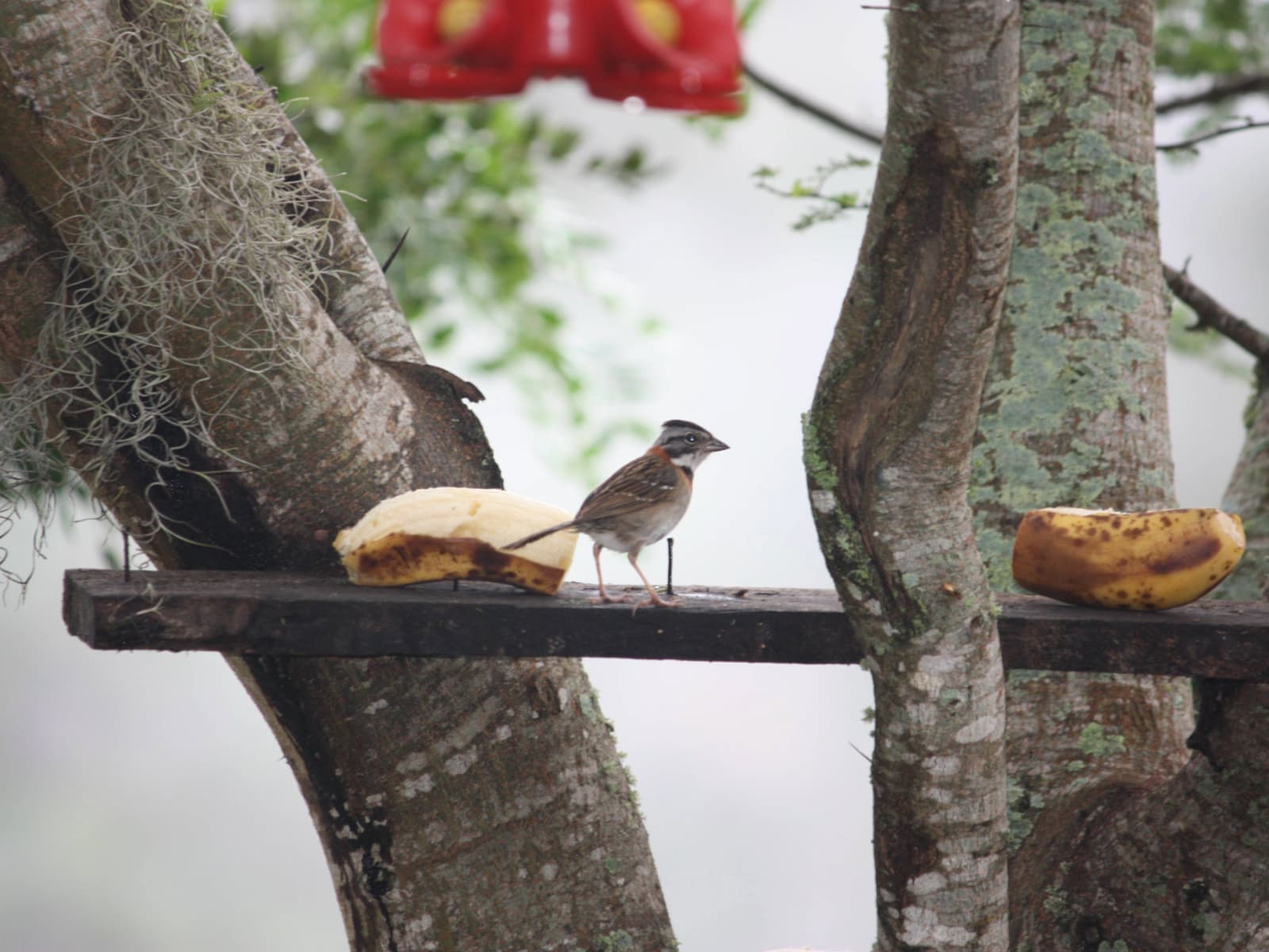 Bird photo