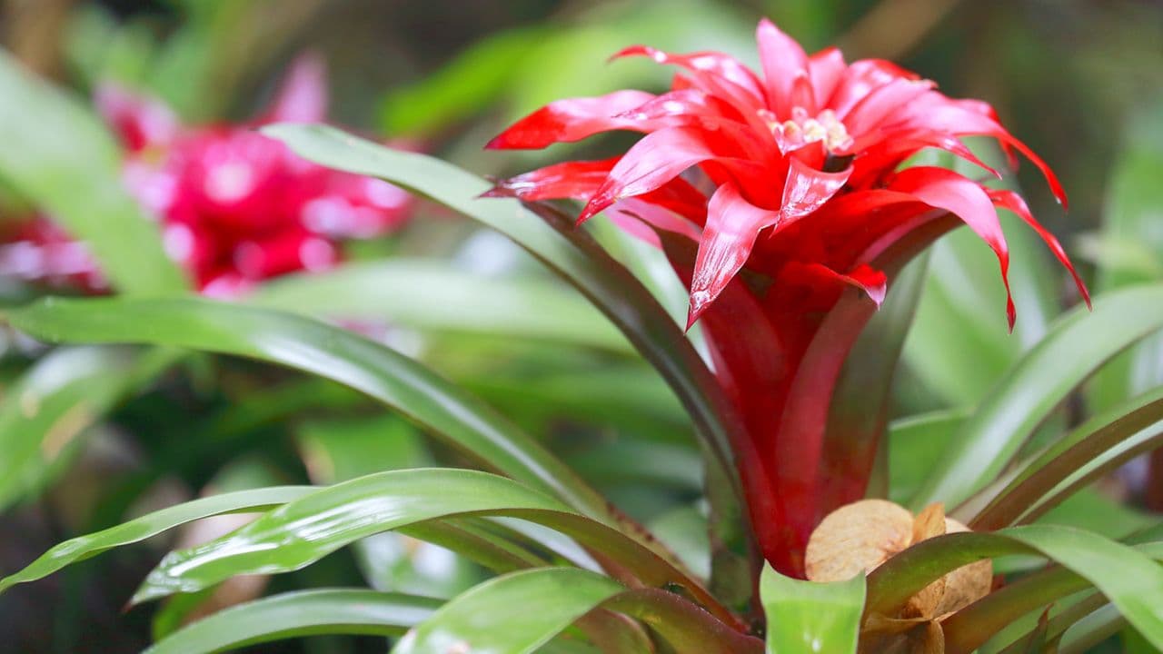 Bromeliad plant