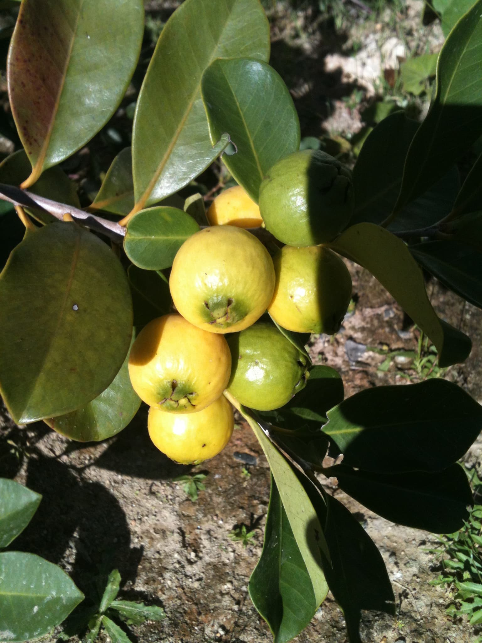 Guayabilla fruit