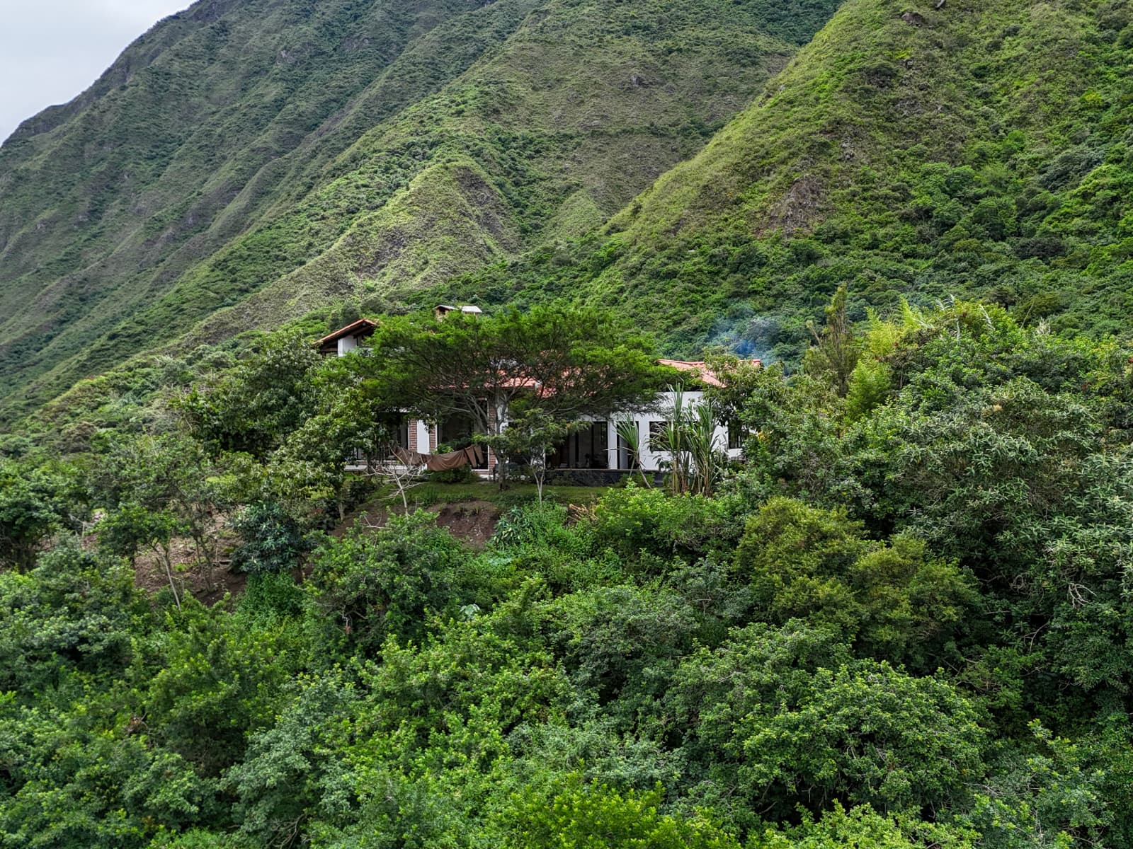 Cloud forest vegetation