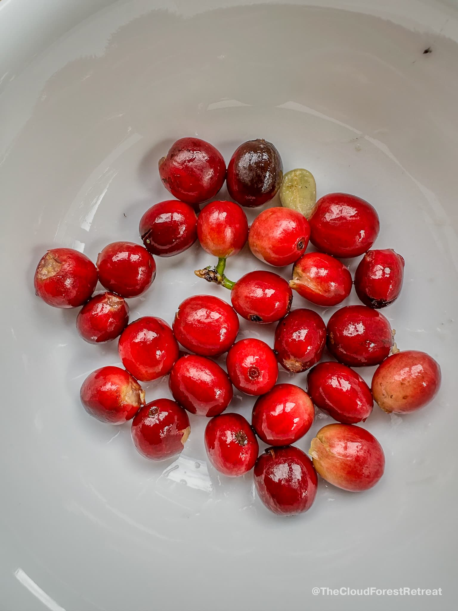 Coffee cherries