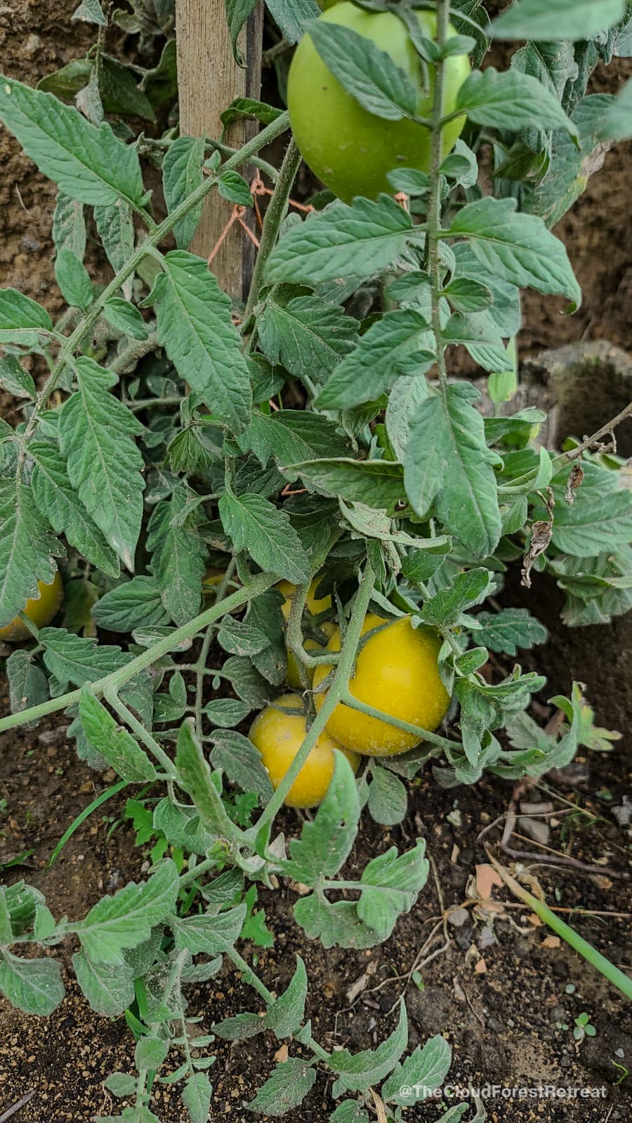 Garden harvest