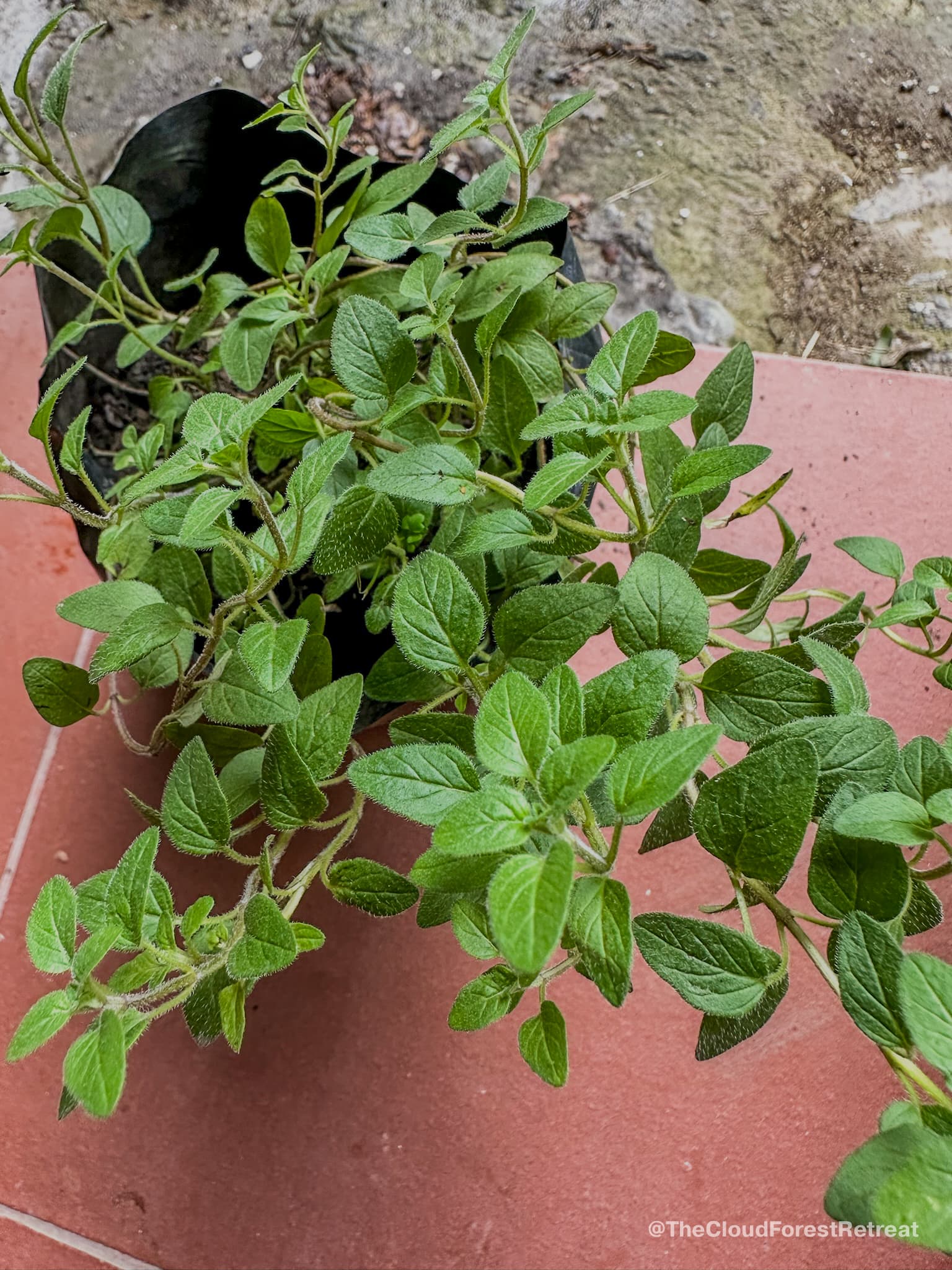 Fresh herbs