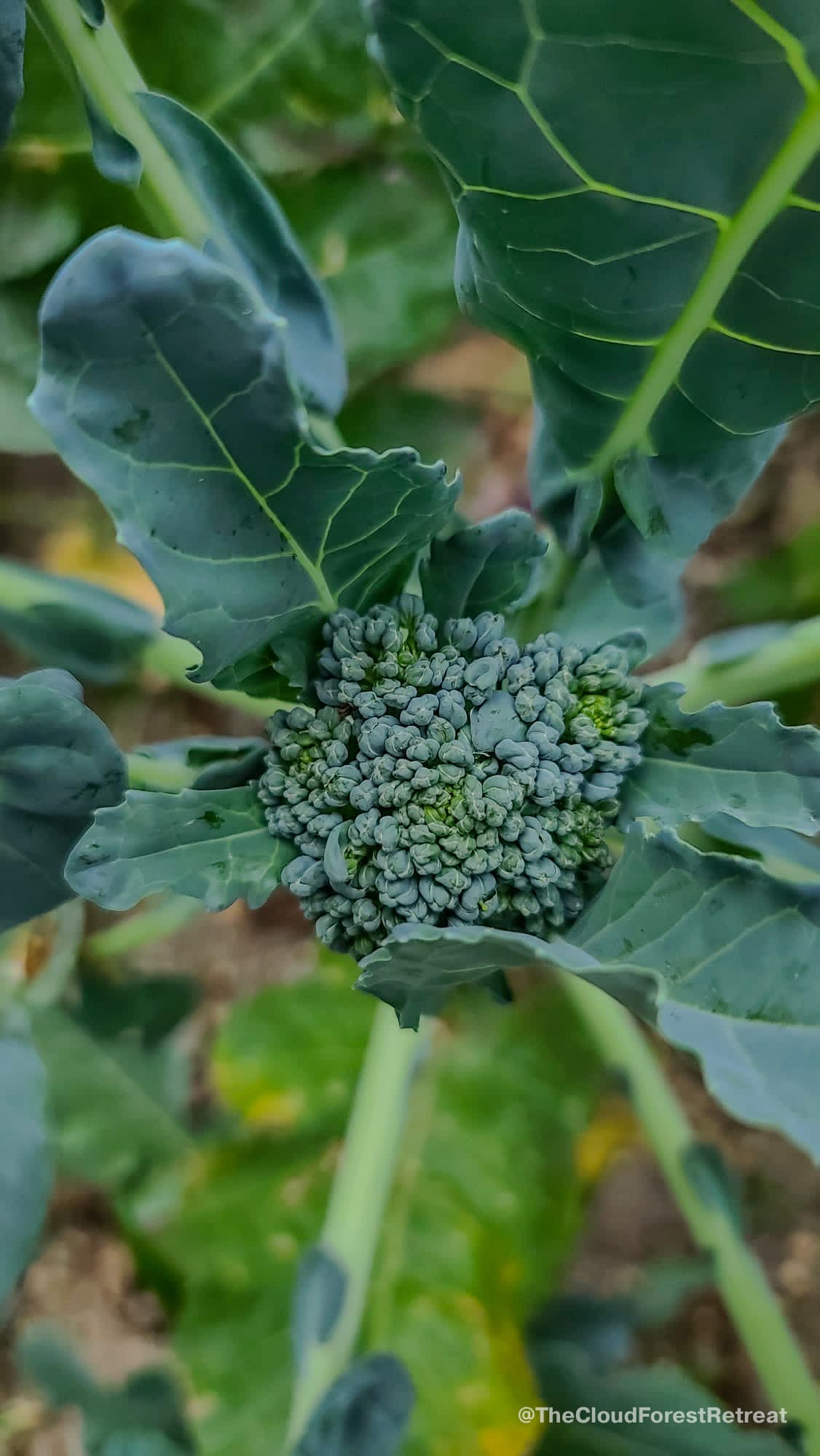 Leafy greens