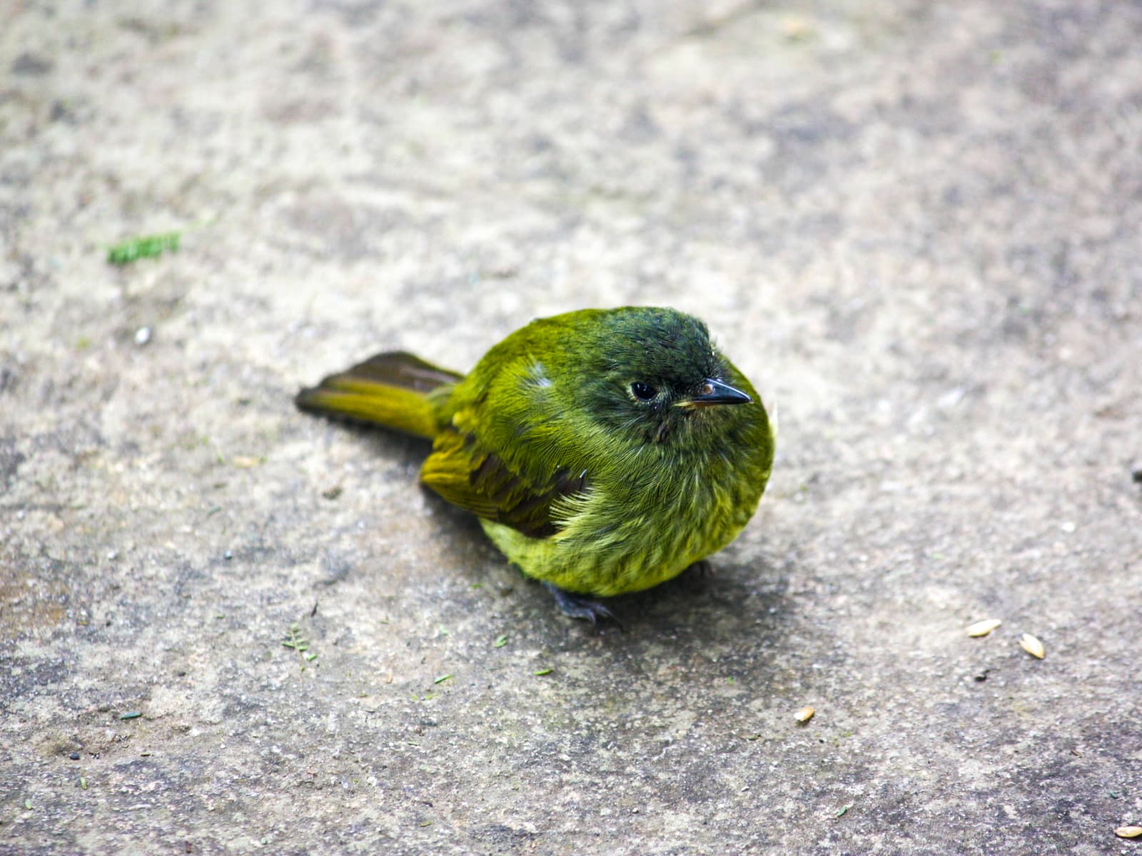 Cloud forest fauna