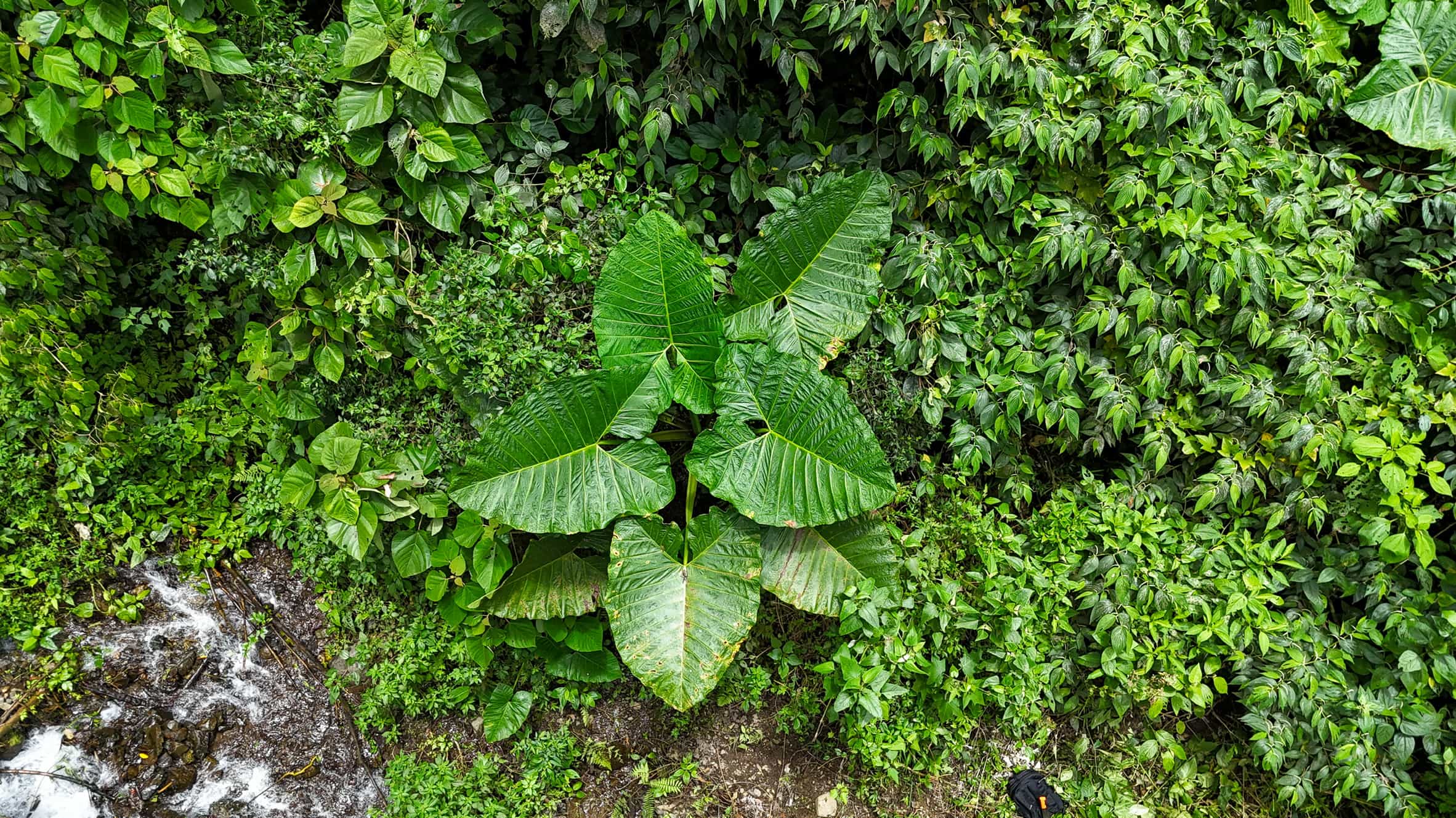 Cloud forest flora