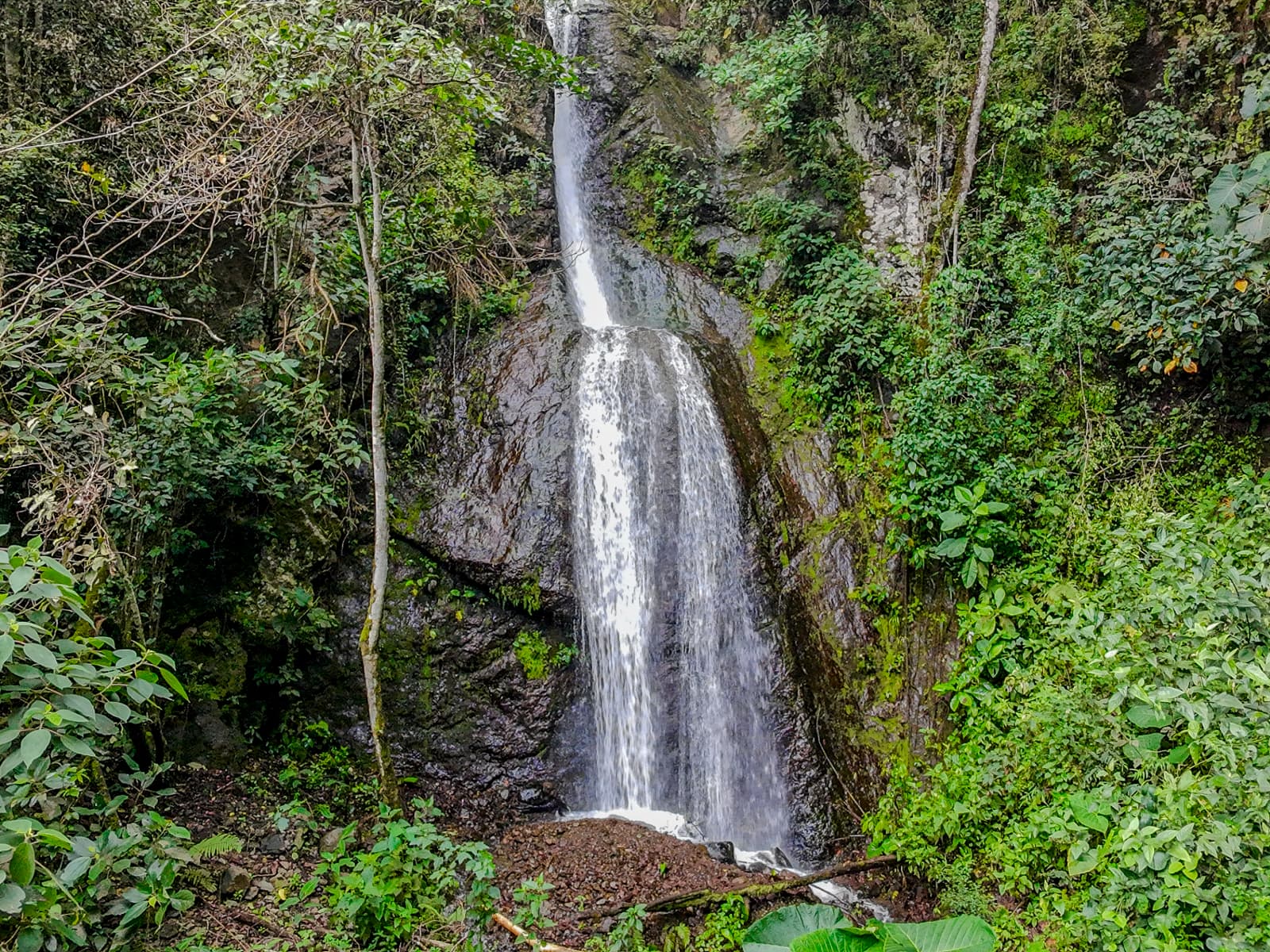The Cloud Forest Retreat view